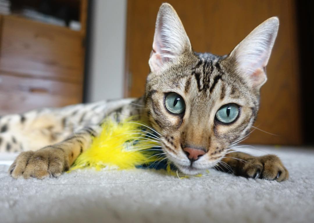 双重奏,澳大利亚的足球革新与厄德高的电竞传奇