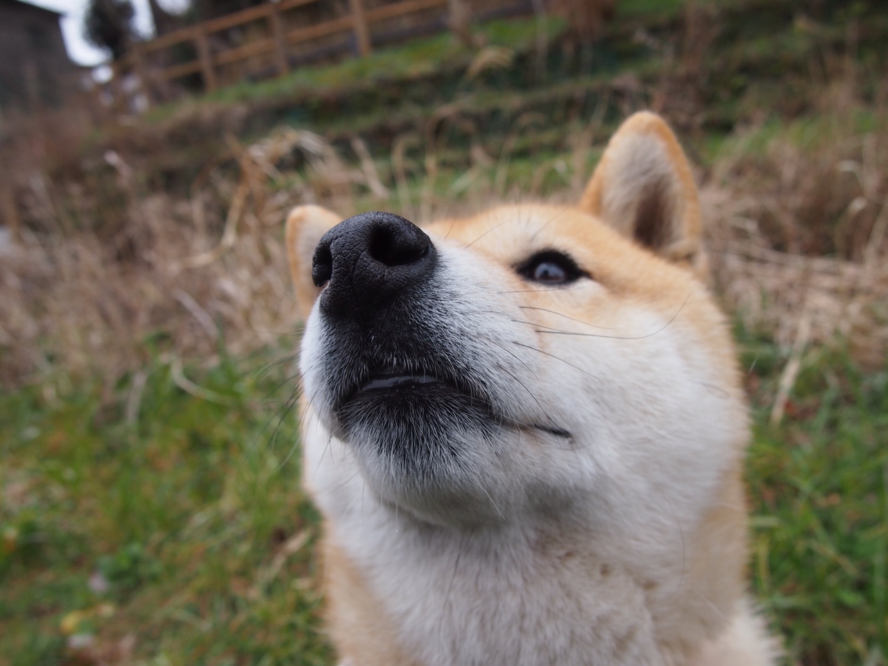 新王登基,欧文以无解单打率奇才大胜魔术,全面主宰赛场证明核心价值