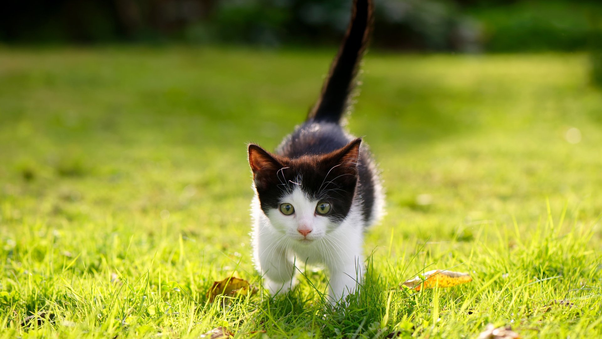 森林狼强势拿下火箭，马克西抢七接管比赛，季后赛的双重震撼