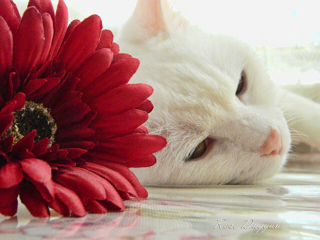 银箭的黄昏，当黑鸟如鹰隼般冲垮红色堡垒—F1年度争冠战启示录