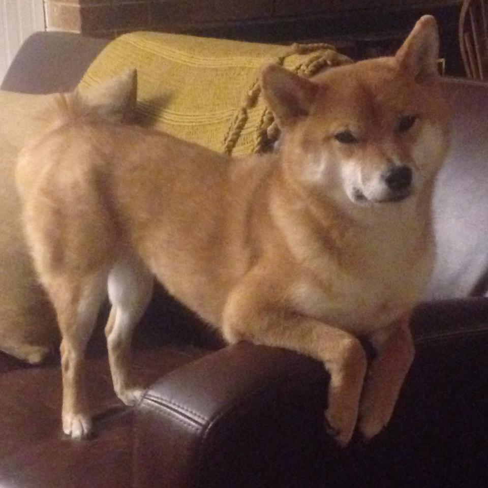 布雷默连击拉开差距,马德里竞技闪电战击溃德国对手