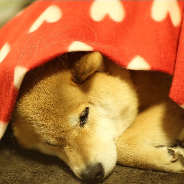 当尼克斯的钢铁森林枯萎,唯有英格拉姆的丝线编织胜利