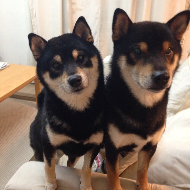 哈利伯顿审判日，火箭全面压制，广厦主场遭遇溃败