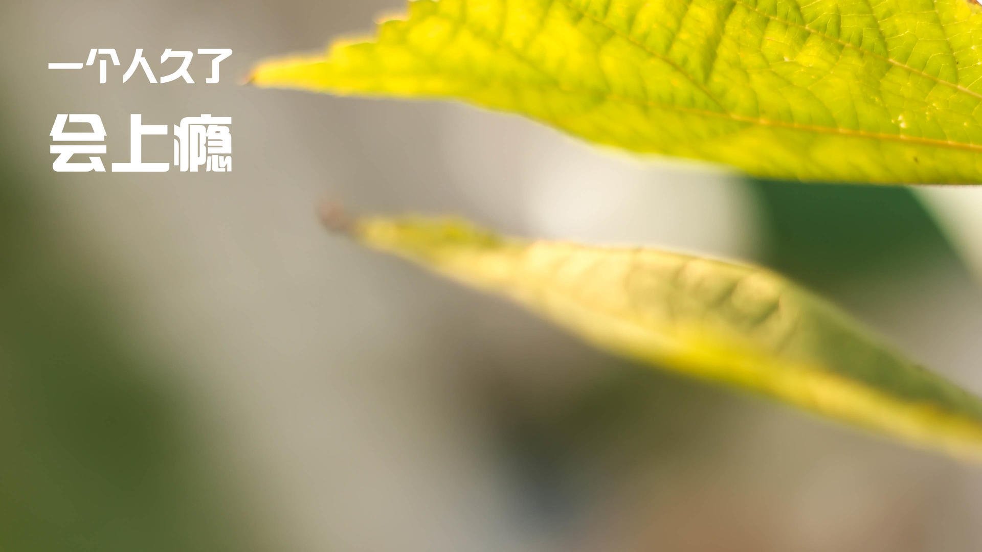 美国火力网笼罩瑞典,京多安如精密琴弦奏响统治乐章