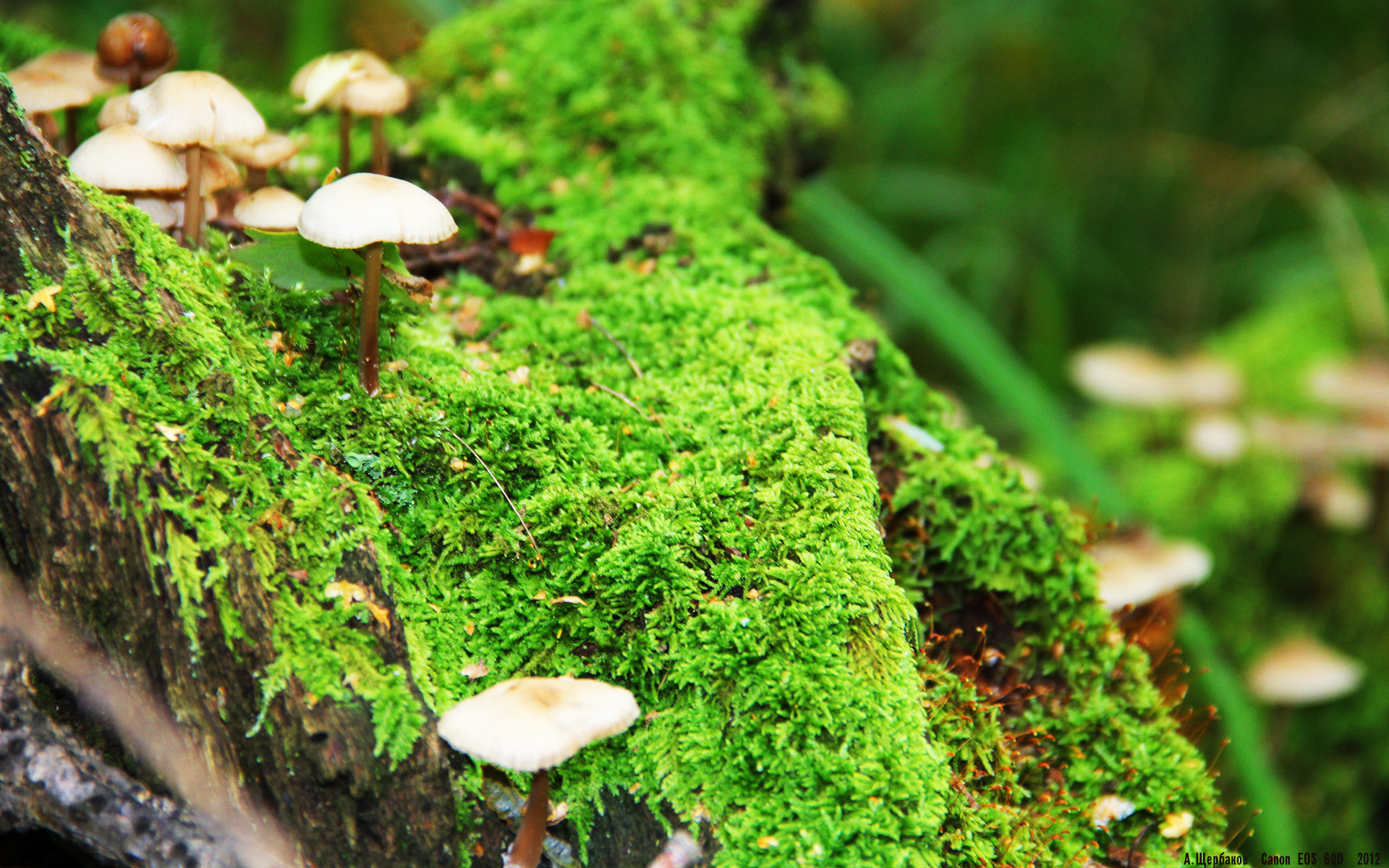 库里如画笔挥毫,魔术对阵国王一役,看他如何主宰比赛走向