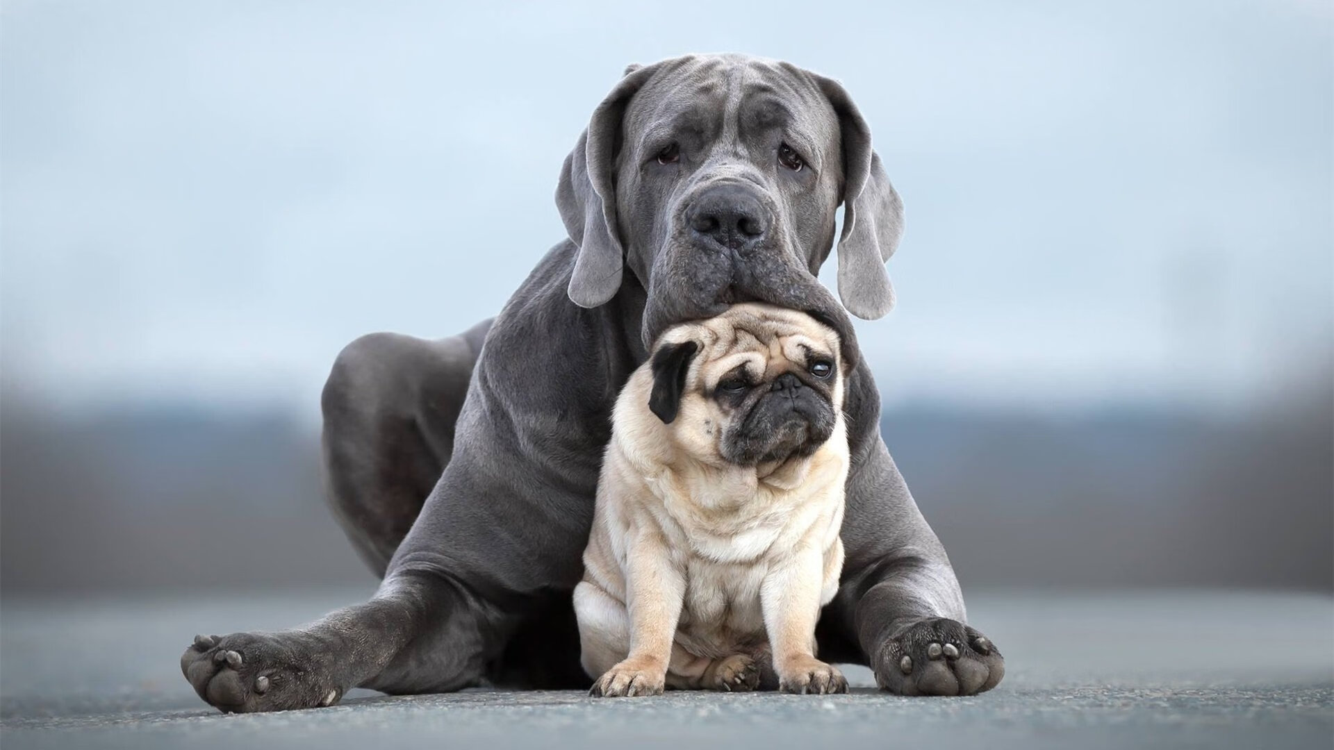 一球定乾坤,从非洲高原到德甲之巅,那个苏格兰人用十年带走了两个战场