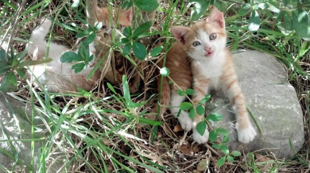 锡安末节嗜血封喉，雷霆三节奠定碾压态势轻取火箭