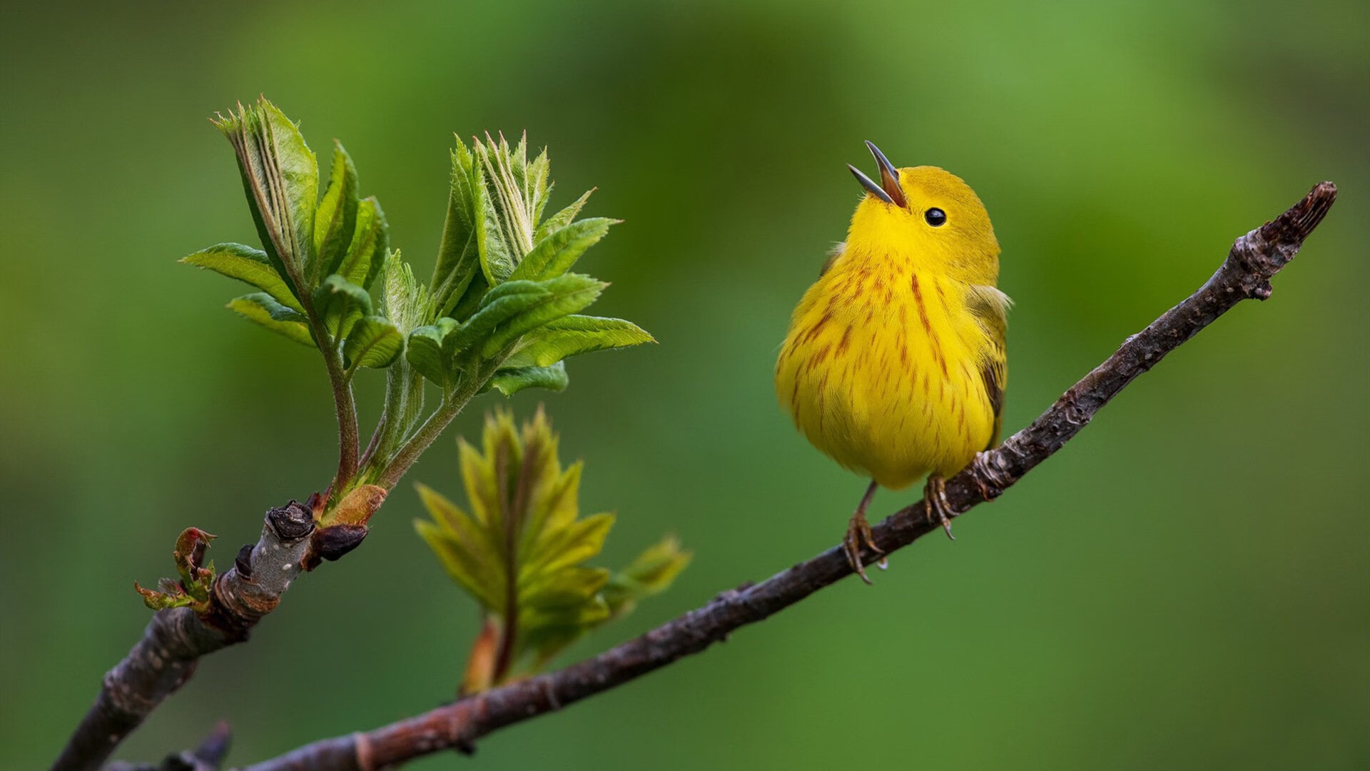 东方巨龙碾压费城之光！浓眉末节封神一战，上海男篮创造跨联盟奇迹