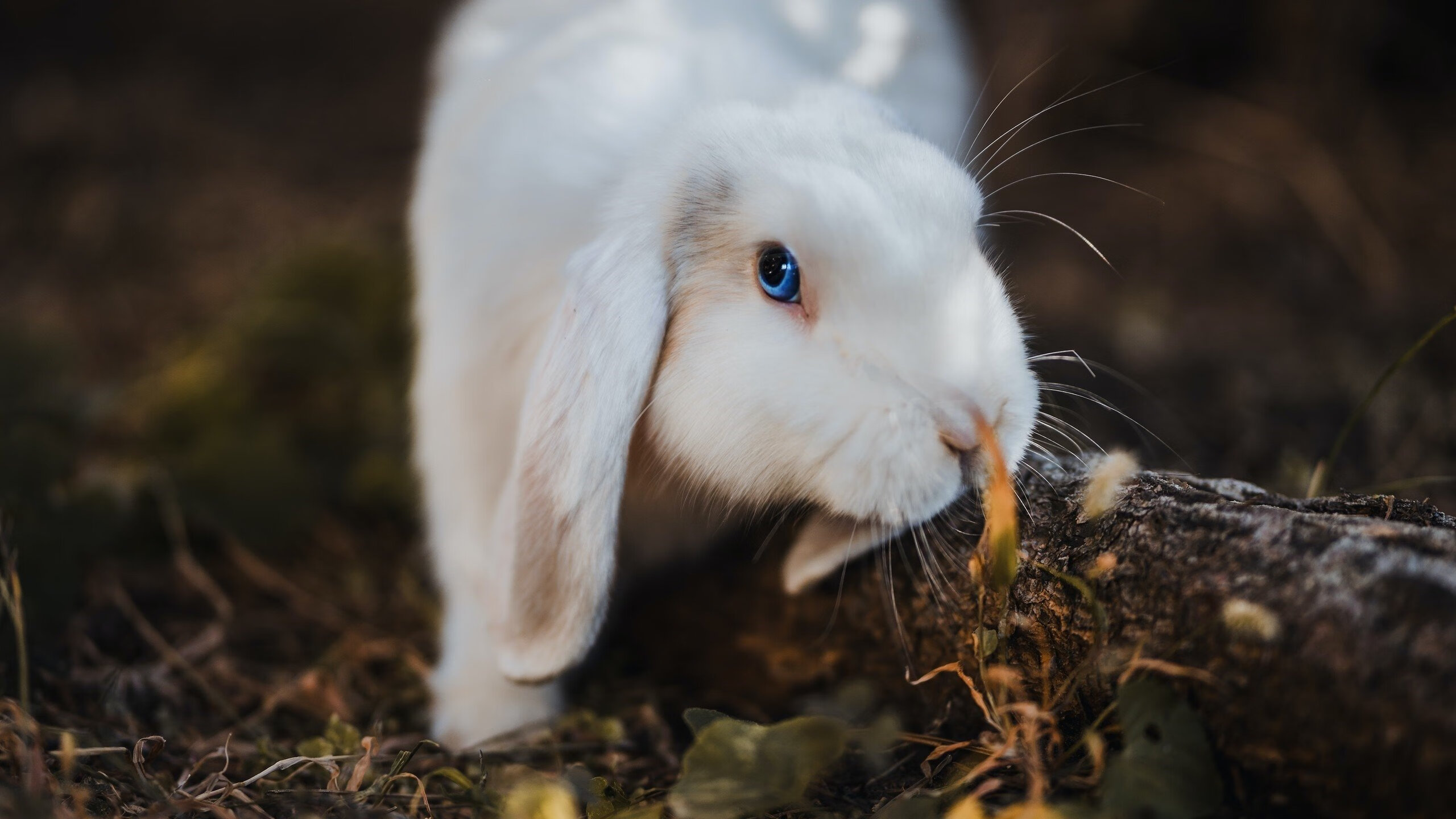 跨越赤道的握手，当厄瓜多尔遇见几内亚，范戴克如何将两支迥异的球队凝聚成胜者？