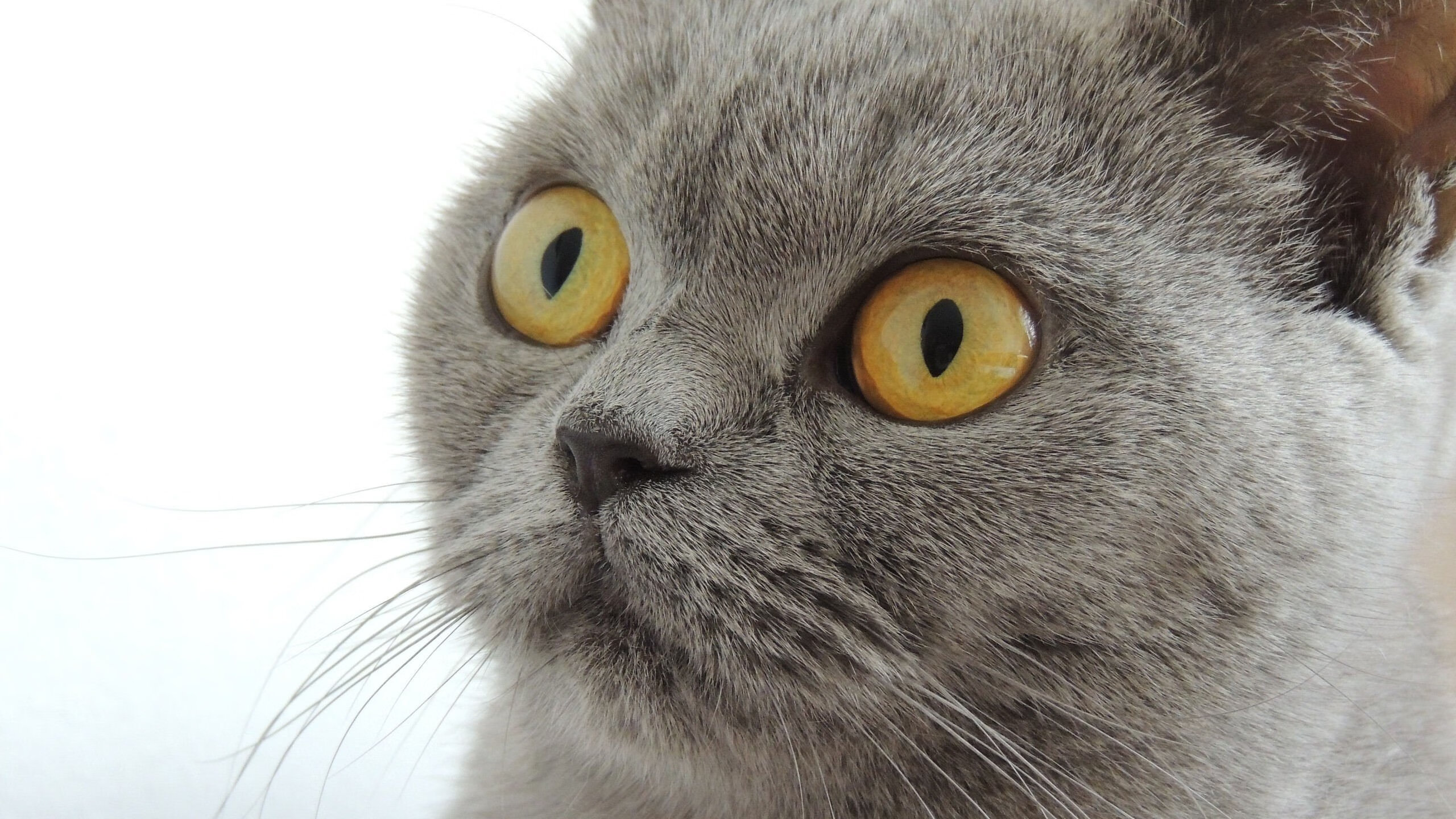 鹰击长空！英格拉姆末节爆发，老鹰决胜局险胜勇士