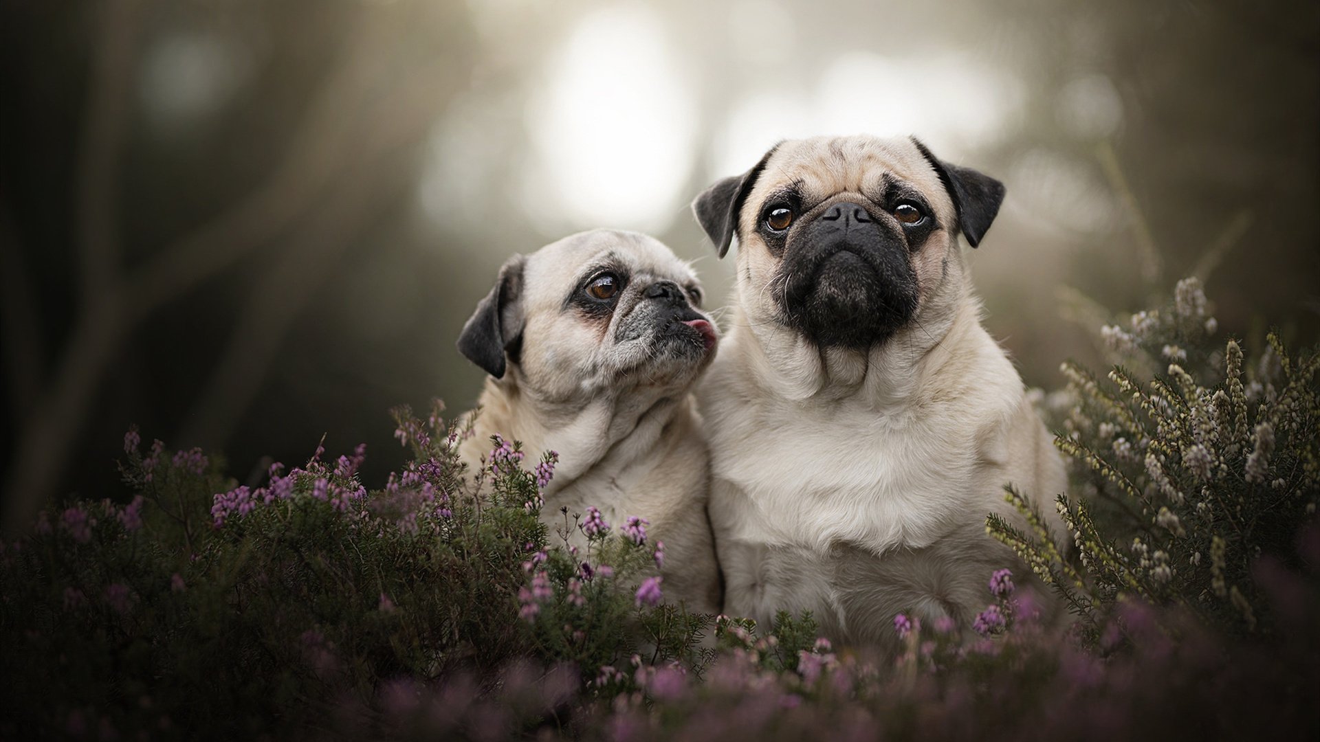 格纳布里的虚拟阴影下，玻利维亚在现实中读秒绝杀