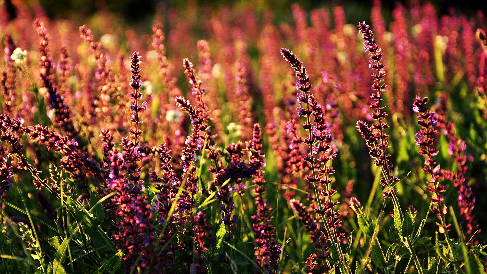 萨内精准制导击穿红龙防线,爱尔兰客场粉碎威尔士三连冠希望