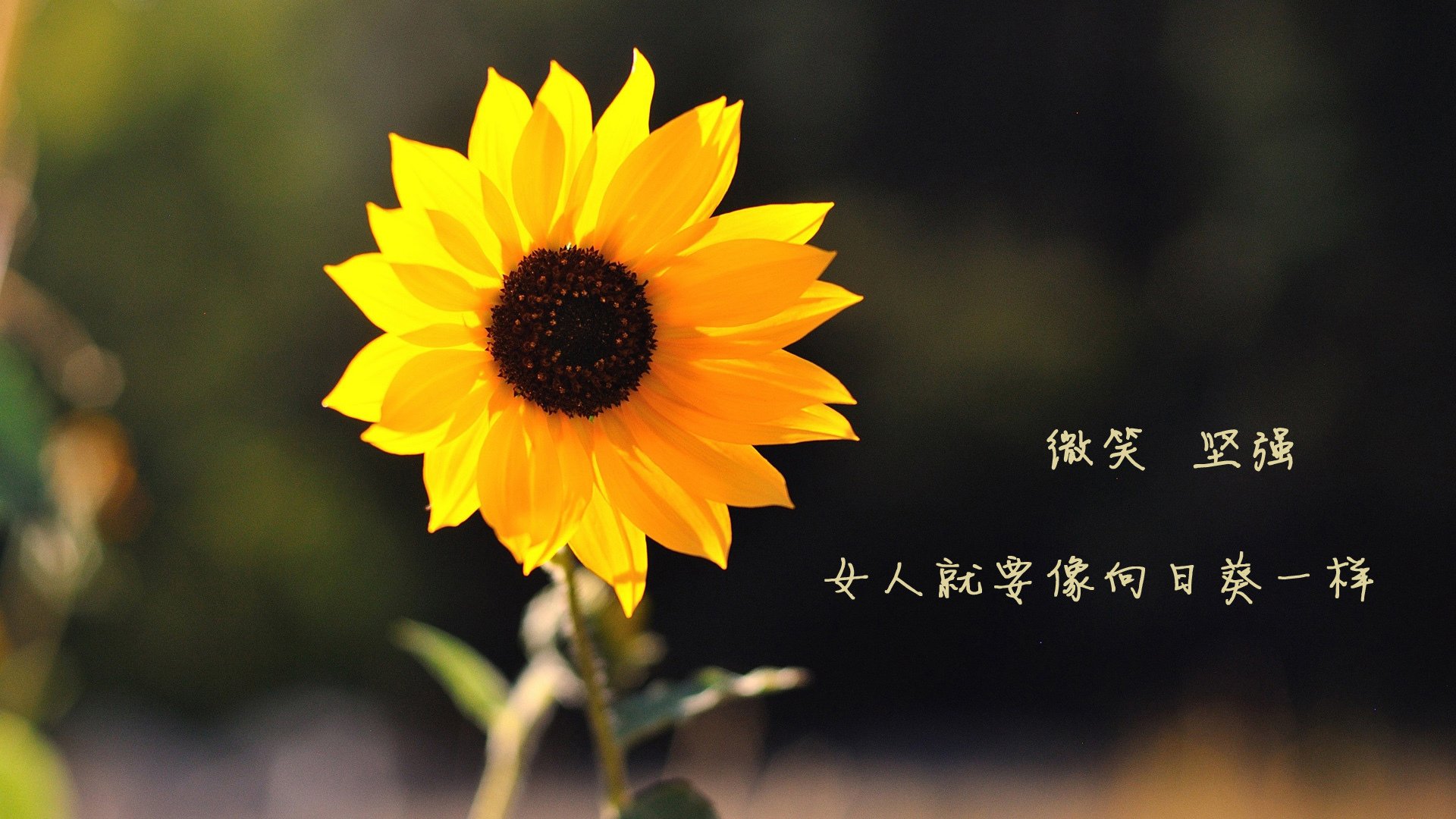 马赛对决安哥拉，卡马文加的数据狂欢，究竟隐藏了怎样的中场密码？