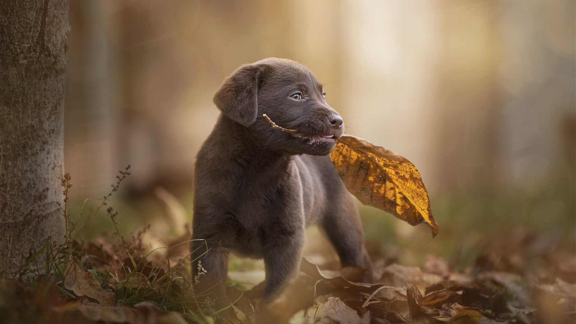 双重奏，CBA终场惊雷，如何奏响奥运周期的前奏曲