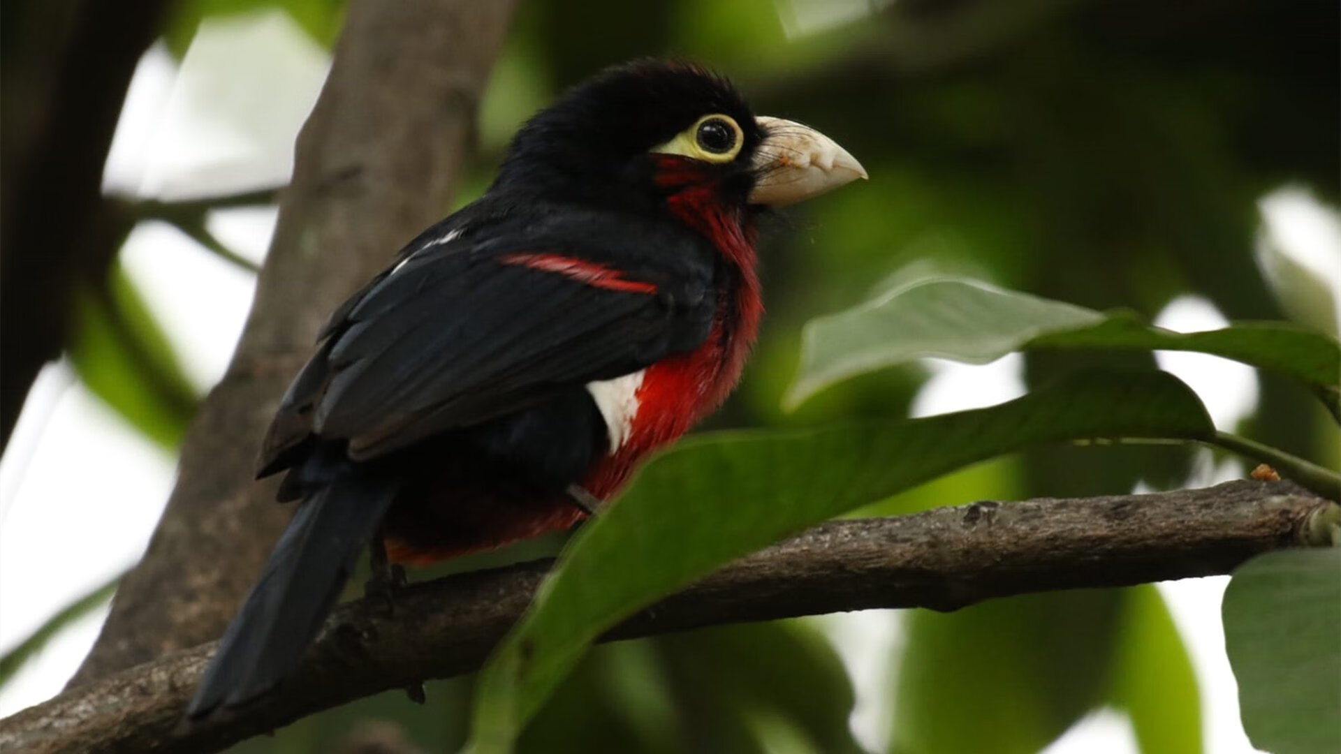 极速与节奏，F1揭幕战的科技飓风与马里足球的战术交响
